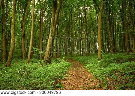 Tranquil Walk In The Woods. A Deserted Path Covered With Fallen Leaves In A Fairy Beech Forest On A 