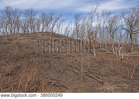 Charred Remains After A Ground Fire In Indiana Dunes National Park In Indiana