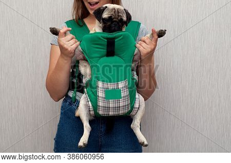 Cute Dog Pug Sitting In The Ergo Device Babycarrier Or Sling Kangaroo Carrier. Pet Dog Like A Baby. 