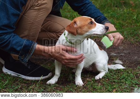 Person Combs Dog With A Metal Grooming Comb. Seasonal Molting Of Pets And Removal Of Excess Undercoa