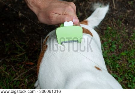 Person Combs Dog With A Metal Grooming Comb. Seasonal Molting Of Pets And Removal Of Excess Undercoa