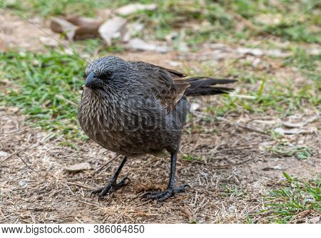 Very Curios Apostle Bird (lousy Jack) Scavenging Near Our Campsite Qld Australia.