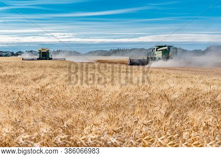 Wymark, Sk- Sept 8, 2020:  Multiple Combines Harvesting Wheat In A Field At Sunset In Wymark, Saskat