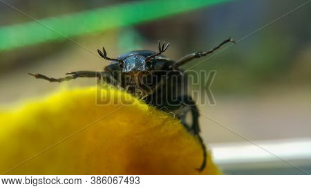 Green June Beetle. Selective Focusing On The Beetle's Head. Insects Close-up.