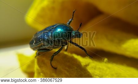 Green June Beetle. Selective Focusing On The Beetle's Head. Insects Close-up.