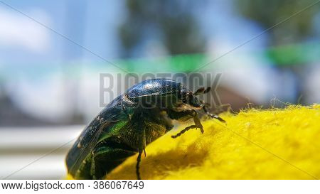 Green June Beetle. Selective Focusing On The Beetle's Head. Insects Close-up.