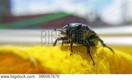 Green June Beetle. Selective Focusing On The Beetle's Head. Insects Close-up.