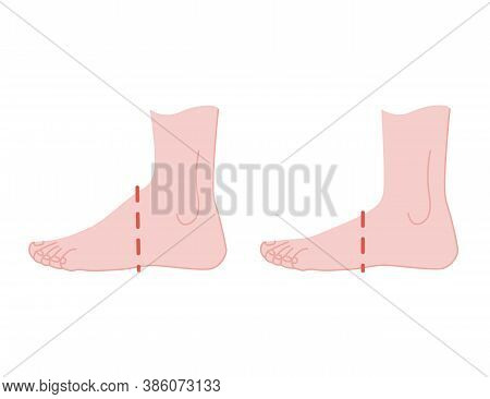 Different Sizes Humas Foot Stand Flat Vector Illustration On White Background