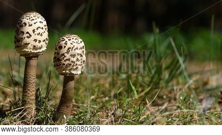 Pair Of Small Parasol Mushrooms (macrolepiota Procera). Edible Mushrooms Food Ingredient. Blurred Fo