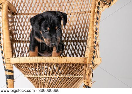 A Portrait Of A Cute Jack Russel Terrier Puppy Sitting On A Rattan Chair, Isolated On A White Backgr