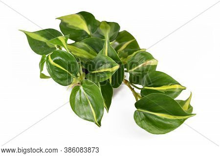 Tropical Houseplant With Yellow Stripes Called 'philodendron Hederaceum Scandens Brasil' Isolated On