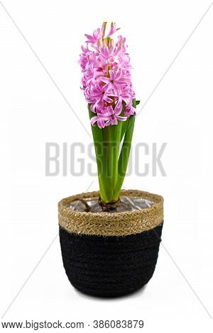 Blooming Spring Flower Plant Called  'hyacinthus Pink Pearl' In Black And Natural Textile Flower Pot