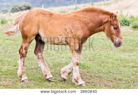 Horse Colt