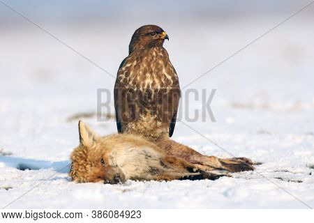 The Common Buzzard (buteo Buteo) Sitting On A Dead Fox. Buzzard On Dead Prey In Winter.