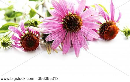 Echinacea Flower Isolated On A White Background