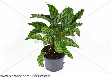 Exotic Houseplant Called 'calathea Concinna Freddie'  Isolated On White Background
