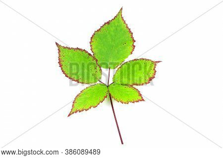Green Leaves Of Blackberry Isolated On A White Background. Autumn Leaf Of Blackberry. Green Leaves