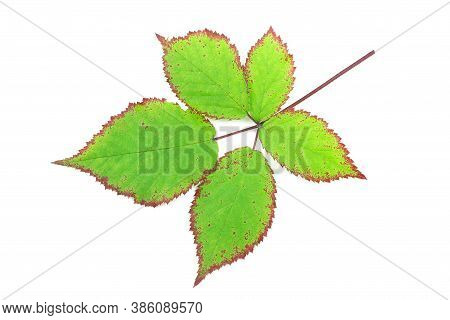 Green Leaves Of Blackberry Isolated On A White Background. Autumn Leaf Of Blackberry. Green Leaves
