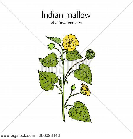 Indian Abutilon Or Mallow Abutilon Indicum , Medicinal Plant. Hand Drawn Botanical Vector Illustrati