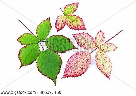 Leaves Of Blackberry Isolated On A White Background. Autumn Leaf Of Blackberry. Red And Green Leaves