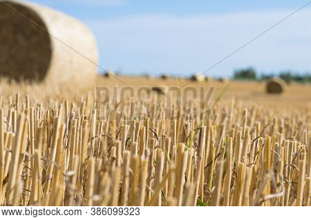 Haystack Rolls On Agriculture Field Landscape In Autumn. Haystack Harvesting Field. Agriculture Hays