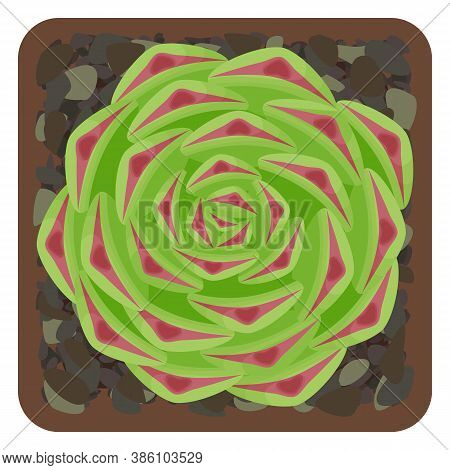Succulent Sempervivum In Pot. Isolated On White Background. Vector Illustration.