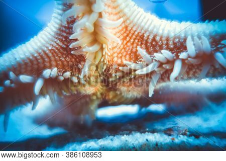 Starfish Underwater Close Up View. Macro Photography