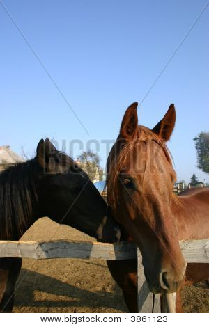 Stable.