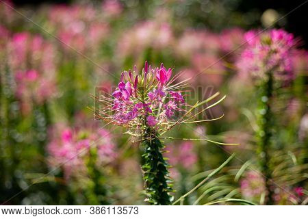 Pink Cleoma Flowering Garden Plant. It Is Also Called Champagne Splash. Beautiful Garden Flower. Clo