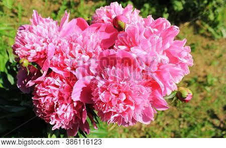 Blooming Red Peony Flowers In The Summer Garden