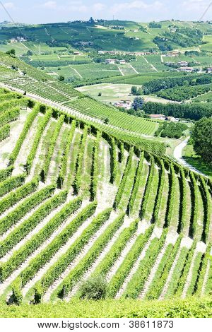 Vineyars poblíž Barbaresco, Piemont, Itálie