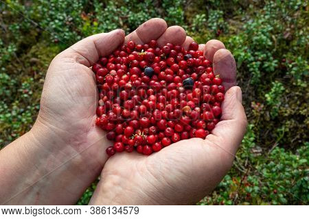 Many Fresh Red Cranberies On Women Hands.
