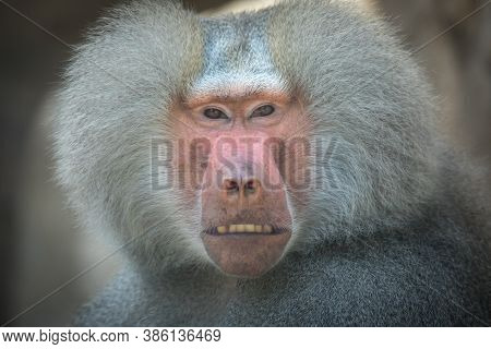 Old Pavian Is Sitting And Looking Around
