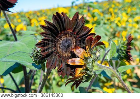 Brown Sunflo Ripe Sunflower In Brown Color