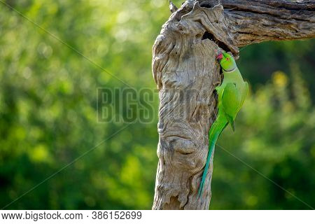 A Sri Lankan Layard's Parakeet Alone Parrot Bird Trying Rest Under A Branch In Bright Sunny Day. Cap