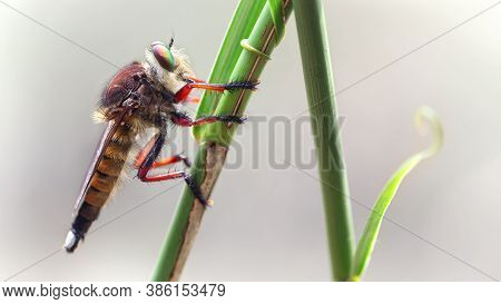 Asilidae Macro Photography, This Giant Diptera Is Named A Robber Fly, Terrible Predator With Long Bo