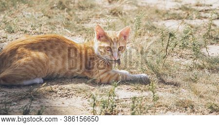 Red Cat Laying On The Sun In The Garden And Keep Mouse In His Mouth, As Successful Meal. Cat Catch A