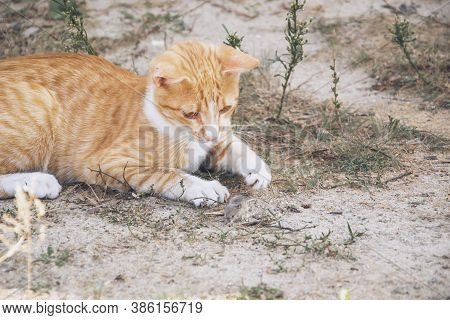 Close Up Picture Of Red Cat With Mouse Playing In The Garden On The Street. Domestic Cat Looking On 