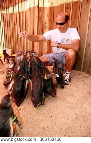 Porto Seguro, Bahia / Brazil - August 4, 2008: Magalhaes Penguins Are Seen At A Treatment Center For