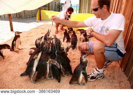 Porto Seguro, Bahia / Brazil - August 4, 2008: Magalhaes Penguins Are Seen At A Treatment Center For