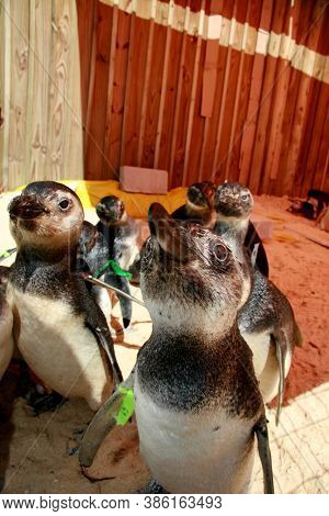 Porto Seguro, Bahia / Brazil - August 4, 2008: Magalhaes Penguins Are Seen At A Treatment Center For