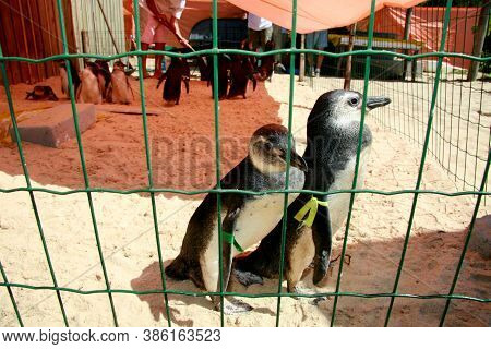 Porto Seguro, Bahia / Brazil - August 4, 2008: Magalhaes Penguins Are Seen At A Treatment Center For