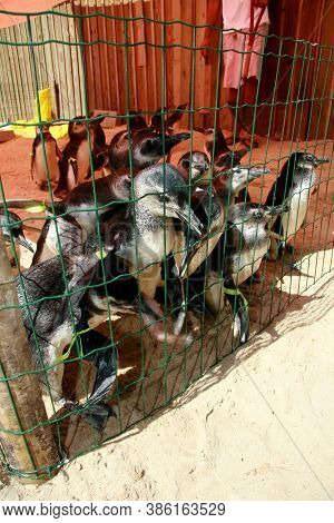 Porto Seguro, Bahia / Brazil - August 4, 2008: Magalhaes Penguins Are Seen At A Treatment Center For