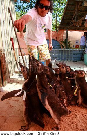 Porto Seguro, Bahia / Brazil - August 4, 2008: Magalhaes Penguins Are Seen At A Treatment Center For