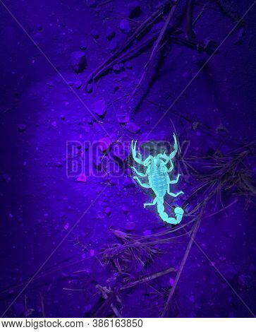 Shooting Scorpions At Night In Ultraviolet Light. Yellow Fat-tailed Scorpion (latin - Androctonus Au