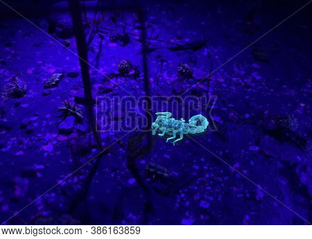 Shooting Scorpions At Night In Ultraviolet Light. Yellow Fat-tailed Scorpion (latin - Androctonus Au