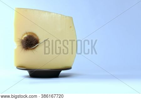 Mouse In A Cheese Hole Tail Outwards, In A Boat - Saucer, With A Sail Of Cheese, On A Blue Backgroun