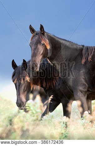 Two wild black horses moving close up in the field. Group of wild young colts standing outdoors in the meadow in autumn.