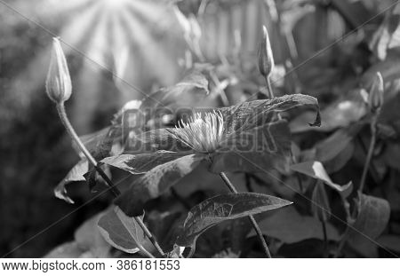 Black And White Art Photo Monochrome. Clematis Flower In A Home Garden.