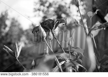 Black And White Art Photo Monochrome. Clematis Flower In A Home Garden.